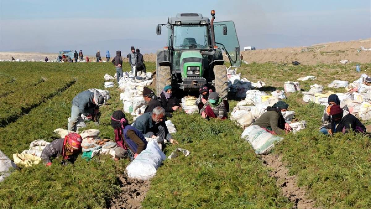 Ankara’da bu hasat asla bitmiyor! Bir kere ekiyor yıl boyu topluyorlar: Paraya para demiyorlar