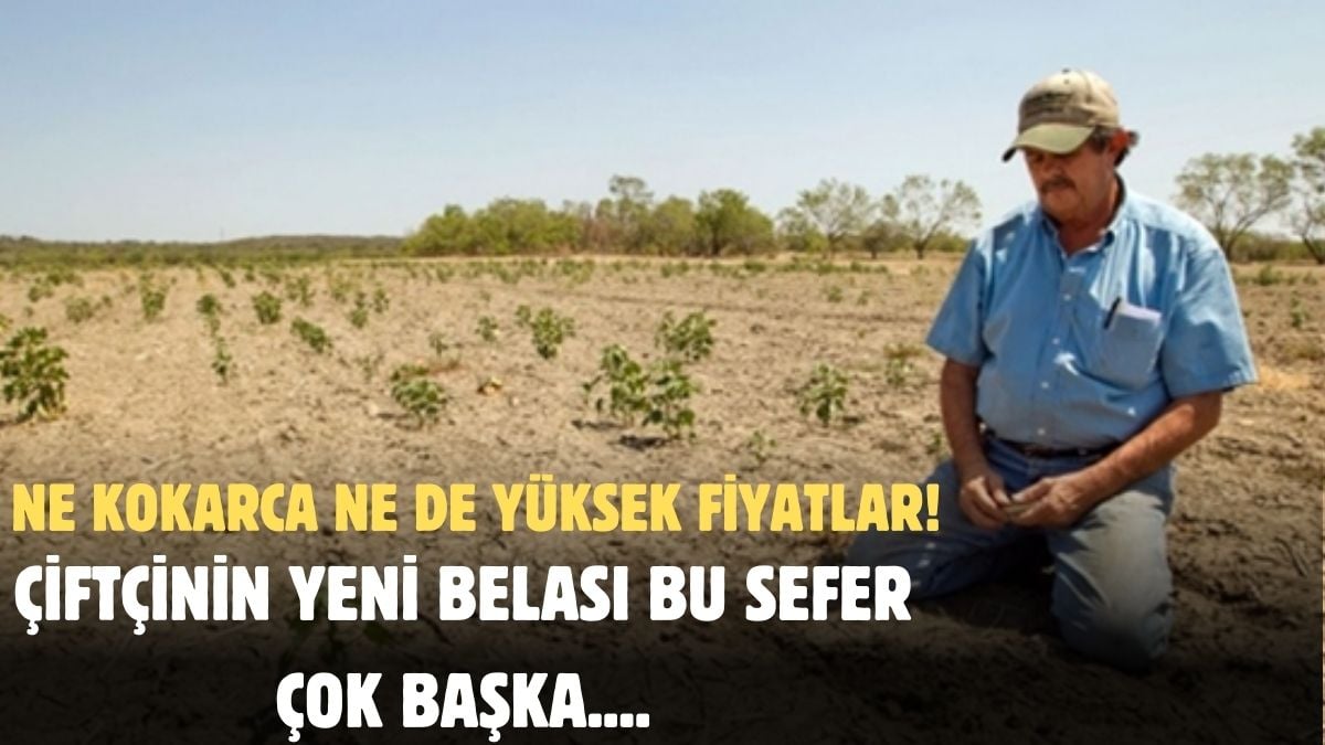 Çiftçilerin başında bir bela daha! Bu kez ne kokarca böceği ne de fiyatlar… Kara günler çok yakında