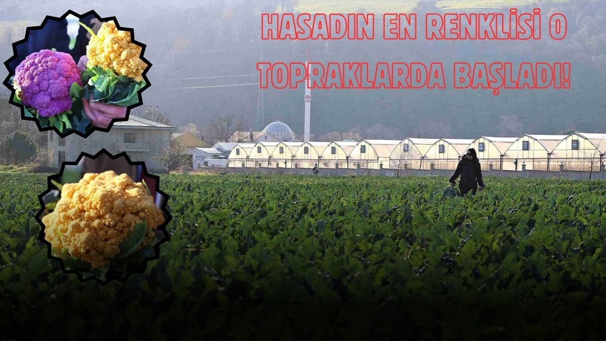 Bu hasat hem renkli hem de bereketli! 220 bin fidenin ürünü bunlar: 100 günde hasat ediliyor, tadına doyum olmuyor