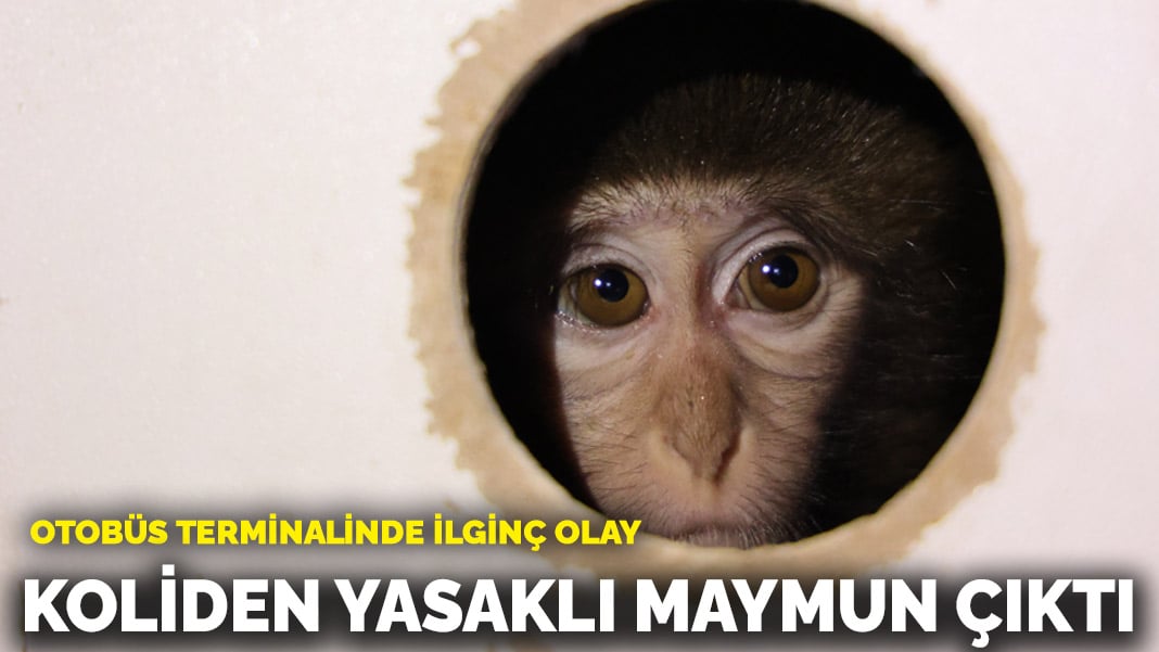 Otobüs terminalinde ilginç olay! Koliden yasaklı maymun çıktı