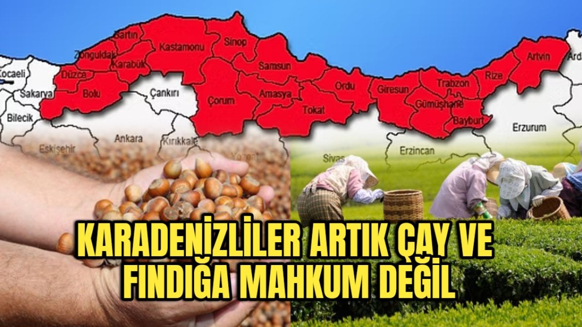 Karadeniz’de öyle bir şey bulundu ki… Artık Karadenizliler çay ve fındığa mahkum değil