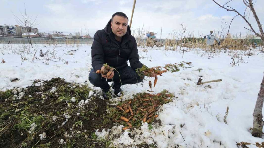 Kar Altında Havuç Hasadı: Doğanın Zorlu Şartları Kaliteye Dönüştü