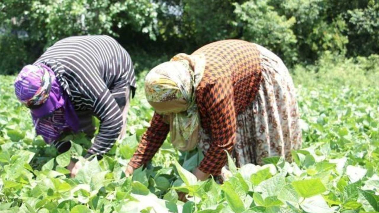 Afyonkarahisar’da Mucizevi Sebzenin Hasadı Sona Erdi: Kilosu 70 Liradan Satılıyor, Kemikleri Beton Gibi Yapıyor