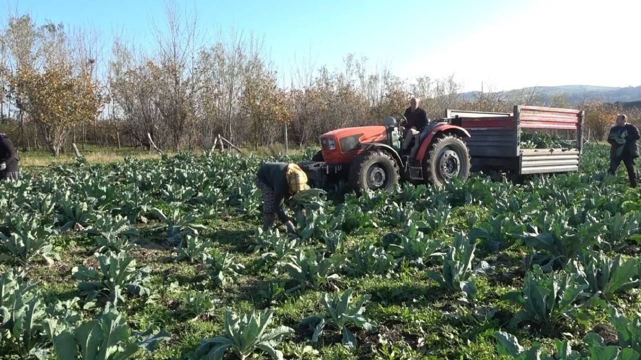 Aşırı Yağış Hasadı Vurdu: Beyaz Altına Tarladan Pazara Yüzde 100 Zam Geldi