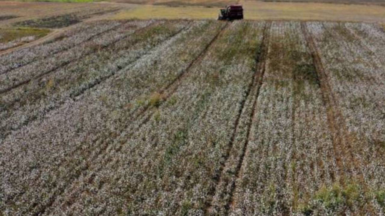 Beyaz Altında Rekor Hasat! 100’e Yakın Ülkeye İhraç Ediliyor