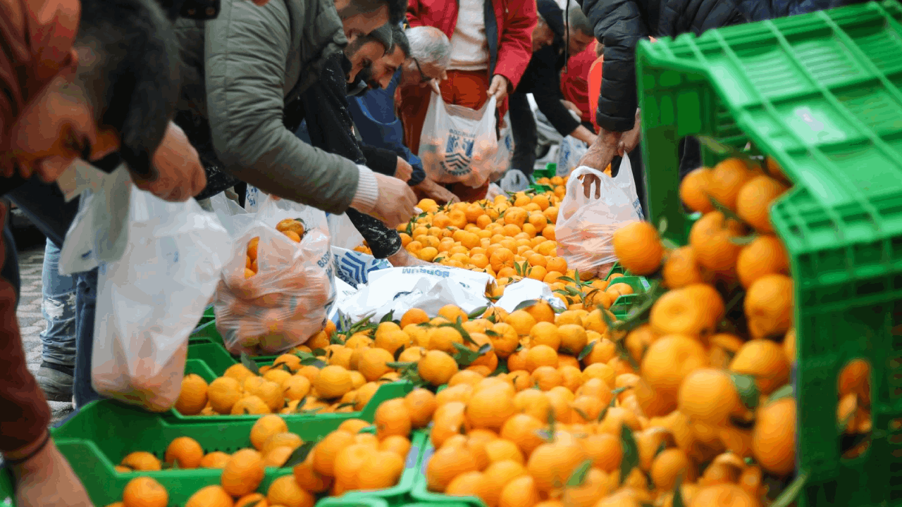 Bodrum’da Tam 10 Ton Mandalina Vatandaşa Dağırıldı