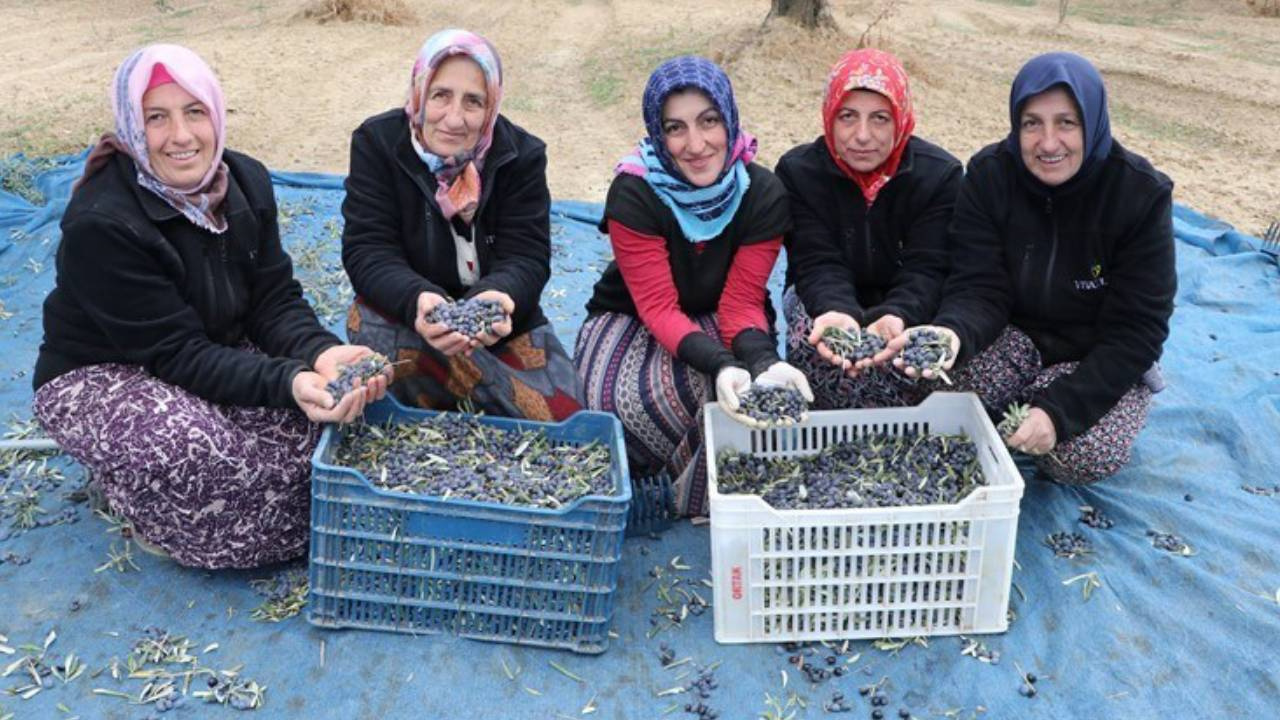 Hasat İçin Trabzon’dan Tekirdağ’da Gittiler! 41 Bin 500 Dekarda Yetişiyor