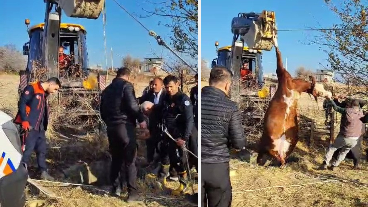 Kuyuya Düşen İneği İş Makinası Çıkardı