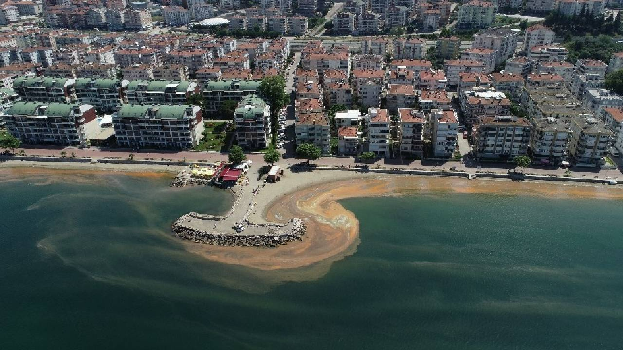 Örümcek Ağı Gibi Marmara’yı Sardı! Herkes Bitti Sanıyordu 3 Yıl Sonra Dirildi, Bu Kez Çok Farklı…