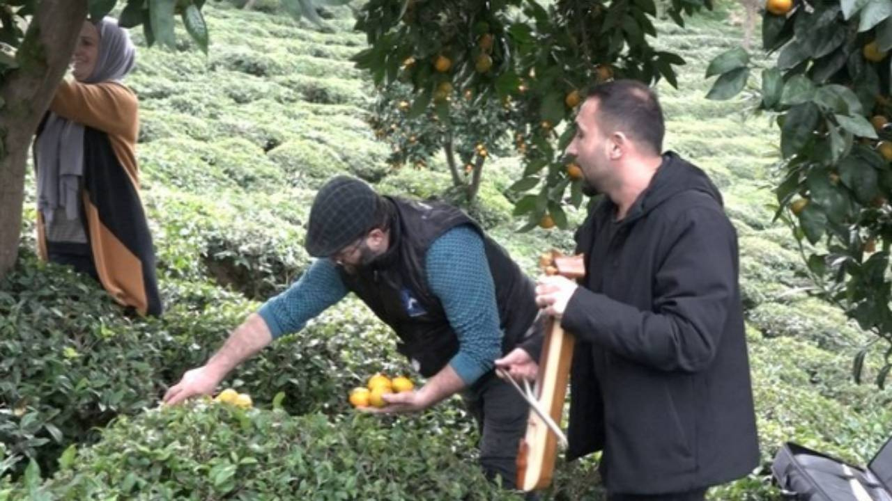 Rize’de Senenin İlk Hasadı Kemençe ile Başladı: Kilosu 25 Liradan Satılıyor