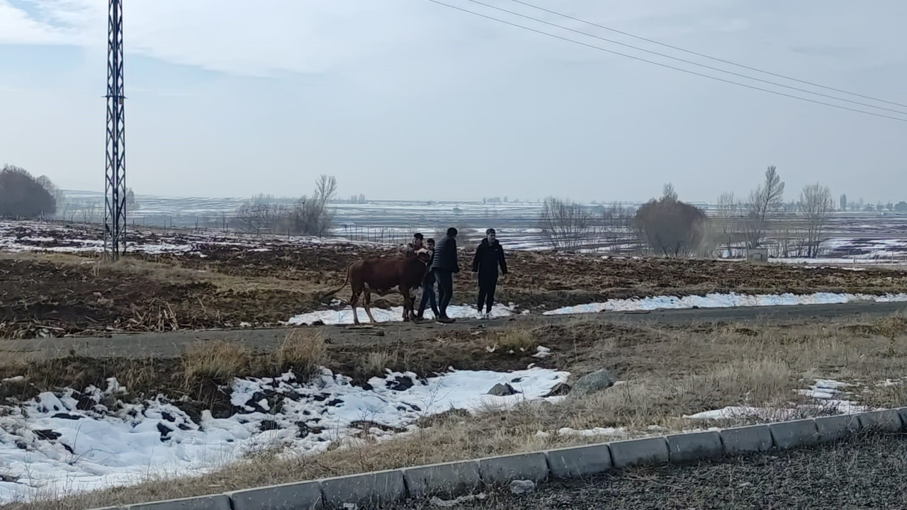 Trafik Kazasında Kaçan İnek, Olay Yerine Geri Döndü