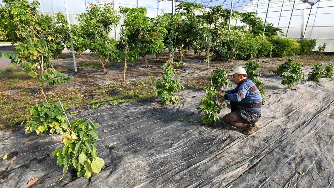 Türkiye’de Kahve Üretiminde Tarihi Adım: 90 Yıllık Çalışma Sonuç Verdi