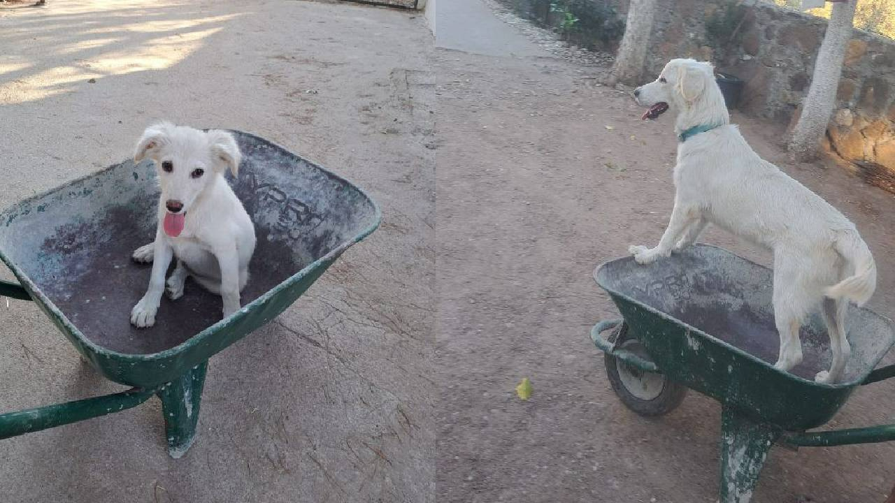 Vahşetin Adresi Bu Kez Muğla! Bir Köpek Silahlı Saldırıya Uğradı: Okula Sığındı, Çocukların Gözü Önünde Can Verdi