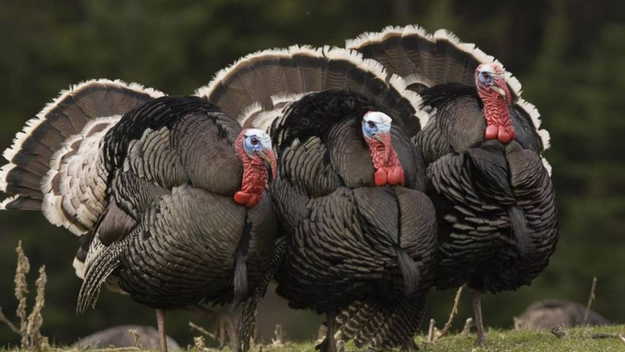 Yılbaşı Hindileri Tezgahlarda Yerini Aldı! Hindi Fiyatları Belli Odu