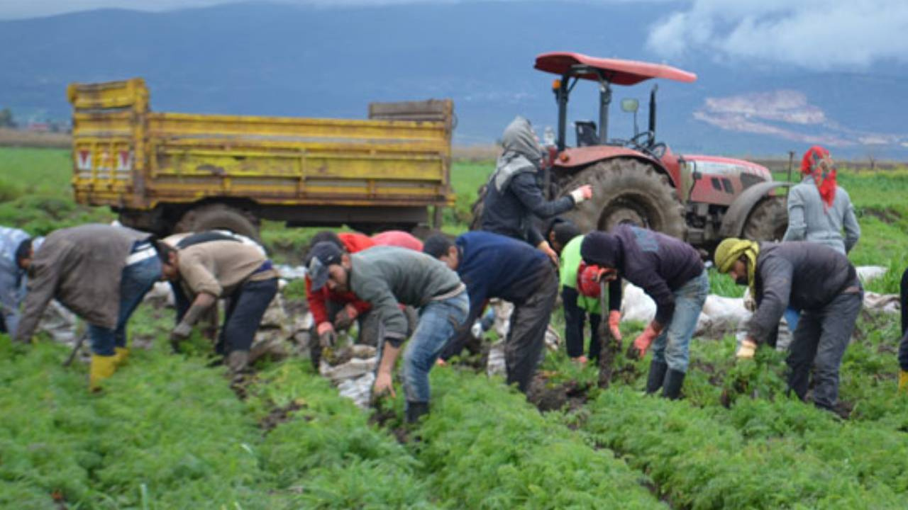 Yılın 12 Ayı Hasat Yapılıyor! Bir Kez Eken Paraya Para Demiyor