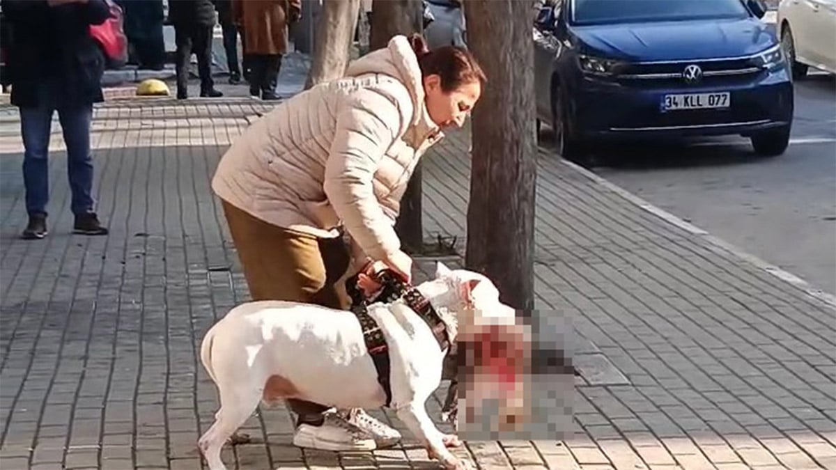 Kediyi öldüren yasaklı ırk köpeğin sahibi tutuklandı