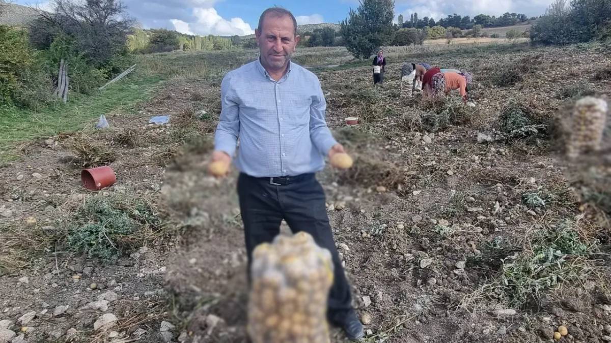 Arpa, buğdayı bıraktı bunu ekti! Havalar kötü olsa da 3 kat daha fazla kazandırıyor! Çiftçi çuval çuval kazanıyor