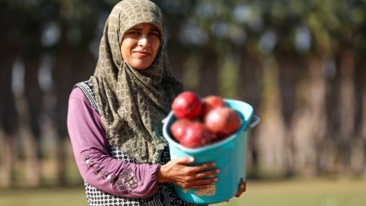 5 bin yıldır şifa dağıtıyor! Cennetten gelme meyvede hasat vakti! 10 ayda 61 ülkeye gönderiliyor