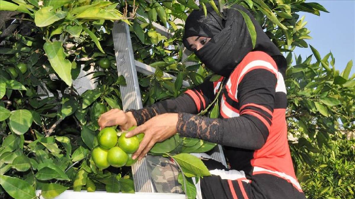 Adana’da yetişiyor, ilk tadına bakan Kayseri ve Sivas oluyor! Gripsavar olarak biliniyor pazarda 25 TL’den  satılıyor