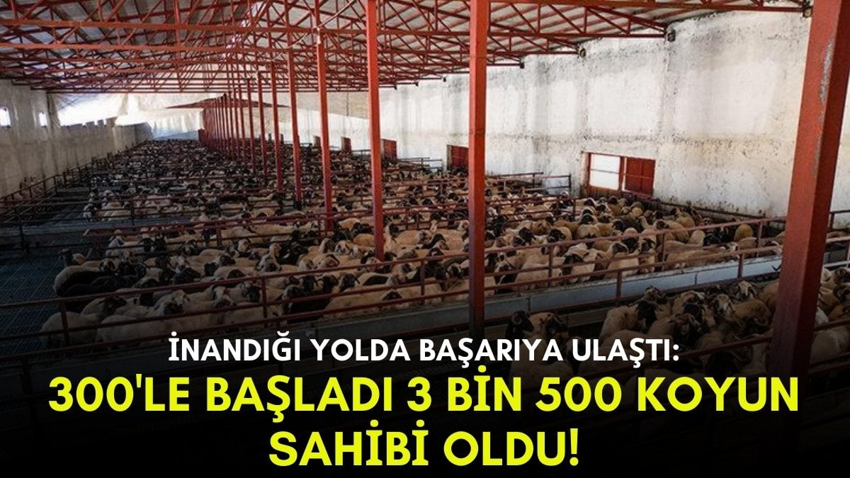 Herkesin hayal ettiğini o başardı! 300’le başladı tam 3 bin 500 koyunu oldu