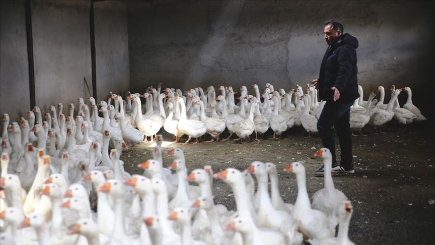 Kozaklı'dan 3 ülkeye kaz eti ihracatı