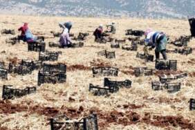 10 Bin İşçi Ordu Gibi Birden Hasat Yapıyor! Türkiye’nin En Büyük Hasadı Başladı, Tarlada 55 Markette 200 Liraya Satılıyor