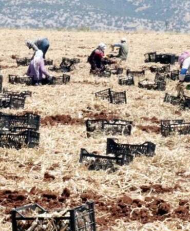 10 Bin İşçi Ordu Gibi Birden Hasat Yapıyor! Türkiye’nin En Büyük Hasadı Başladı, Tarlada 55 Markette 200 Liraya Satılıyor
