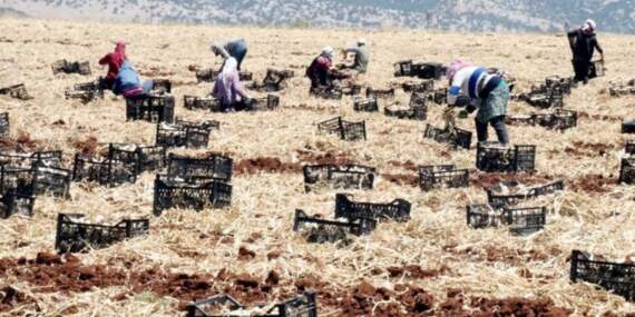 10 Bin İşçi Ordu Gibi Birden Hasat Yapıyor! Türkiye’nin En Büyük Hasadı Başladı, Tarlada 55 Markette 200 Liraya Satılıyor