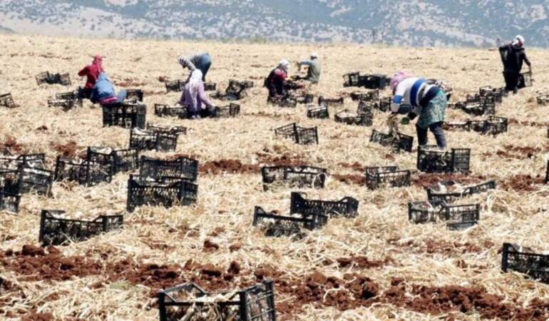 10 Bin İşçi Ordu Gibi Birden Hasat Yapıyor! Türkiye’nin En Büyük Hasadı Başladı, Tarlada 55 Markette 200 Liraya Satılıyor