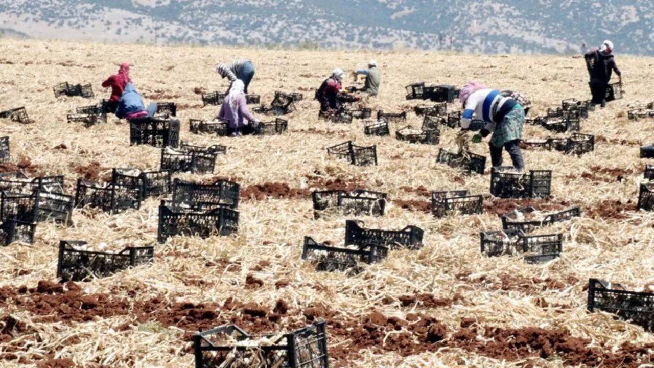 10 Bin İşçi Ordu Gibi Birden Hasat Yapıyor! Türkiye’nin En Büyük Hasadı Başladı, Tarlada 55 Markette 200 Liraya Satılıyor