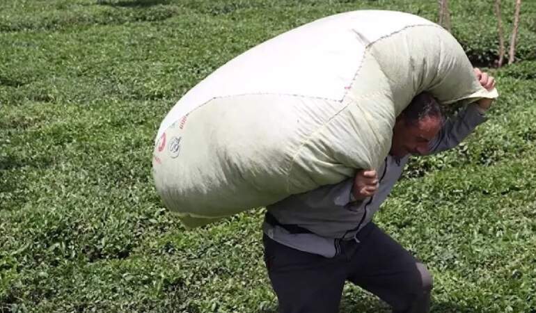 152 Bin Dekar Alanda Her Gün 12 Saat Boyunca Durmadan Çalışıyorlar! Günlük Kazancını Duyan Akın Ediyor