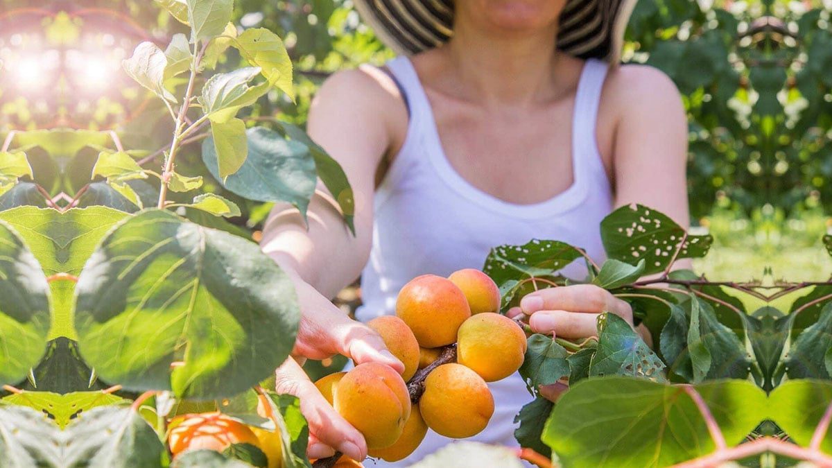O ilçede 200 bin ton üretim: Kilosu 35 TL’ye kadar düştü! Avrupa, Asya ve Orta Doğu ülkelerine ihraç ediliyor