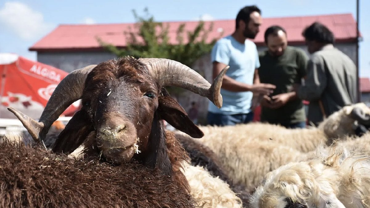1800945 Kurban Bayramı için geri sayım başladı! Kurbanlık alacaklar bu parayı gözden çıkarsın: İşte büyükbaş ve küçükbaş