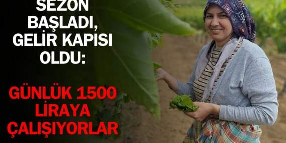 Toplama zamanı geldi, işçiler mesaiye başladı! Günlük 1500 liraya çalışıyorlar, aile ekonomisine katkı sağlıyorlar