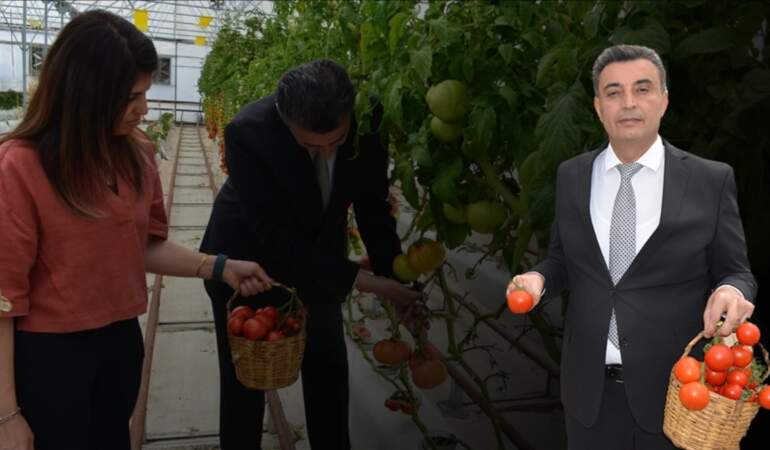 Topraksız tarımda yetiştirdiler, volkanik cüruf kullandılar! Ortaya çıkan sonuç yüz güldürdü: Yüksek verim elde ettiler
