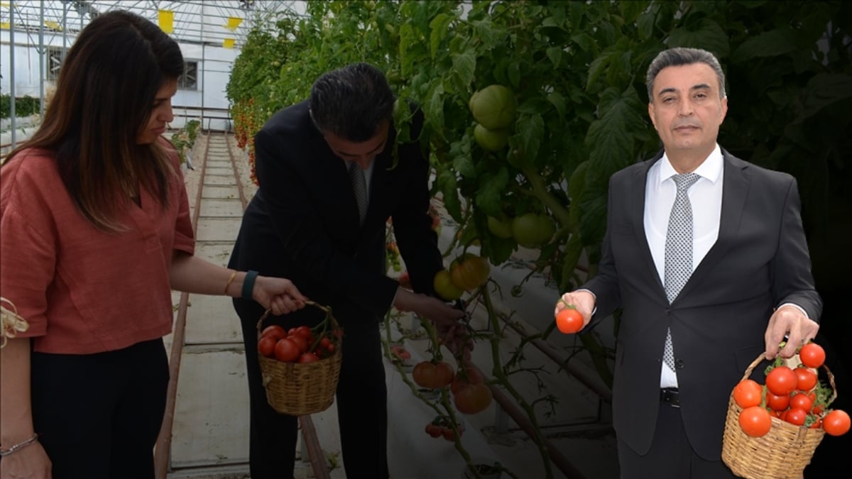 Topraksız tarımda yetiştirdiler, volkanik cüruf kullandılar! Ortaya çıkan sonuç yüz güldürdü: Yüksek verim elde ettiler