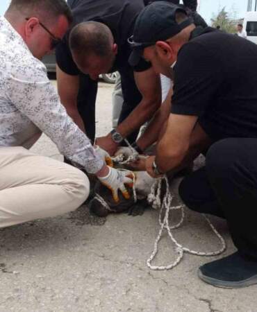 AVM otoparkında pitbull dehşeti: Bir kadın yaralandı, panik anları kameralara yansıdı