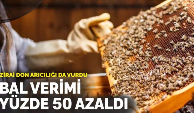 Zirai don arıcılığı da vurdu: Bal verimi yüzde 50 azaldı