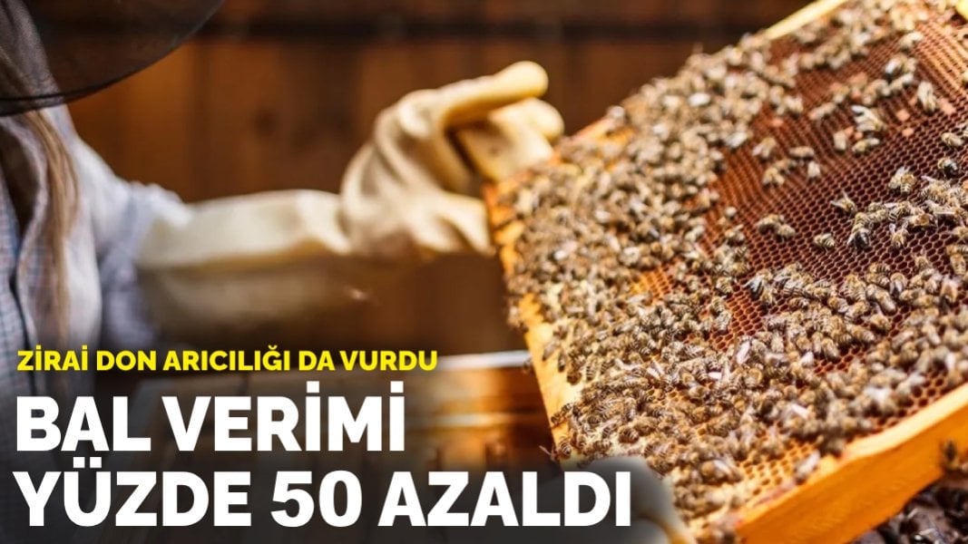 Zirai don arıcılığı da vurdu: Bal verimi yüzde 50 azaldı