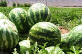 Karpuz alırken bu sırrı kimse bilmiyor! Altındaki o detay cinsiyetini ve lezzetini Ele Veriyor: Dişi mi, erkek mi makbul?