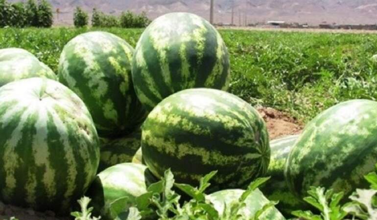 Üreticiler isyan etti: Tarlada 70 kuruş olan karpuz, markette 5 lira