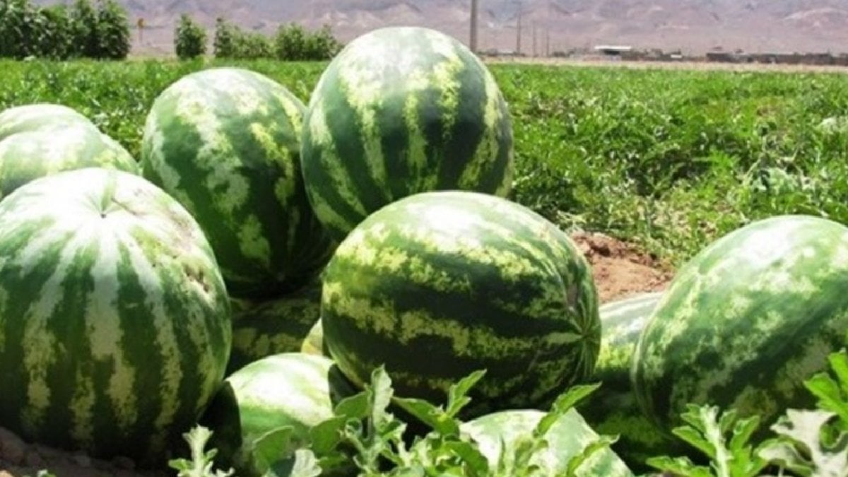 Üreticiler isyan etti: Tarlada 70 kuruş olan karpuz, markette 5 lira