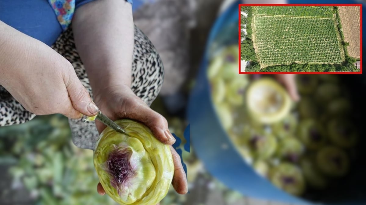 Kilosu değil tanesi 70 liraya satılıyor, cepleri yakıyor! Hasat üreticiyi güldürüyor, alıcıyı şaşırtıyor: Fiyatı ikiye katlandı