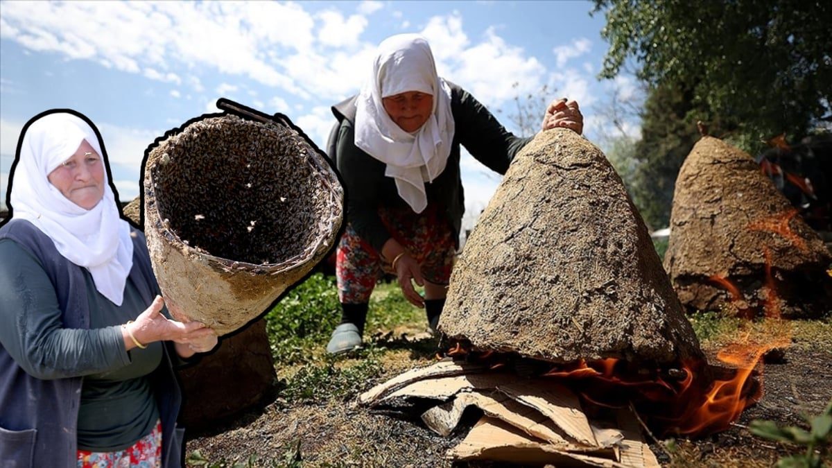 Arılar onu dinliyor, duyanlar inanamıyor! Mürvet Teyze onları diliyle kontrol ediyor: Her dediğini yapıyorlar