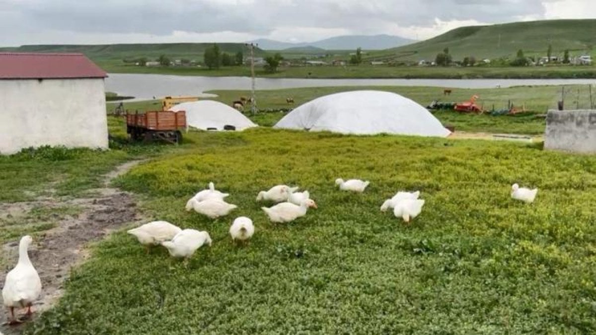 Karslılar ufakken alıp kar üstüne kar yapıyor: Değeri altınla yarışıyor, ekonominin yeni yıldızı