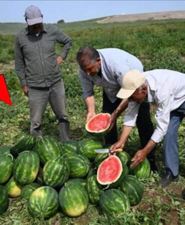 Üretici ağlıyor, tüketici yanıyor! Aradaki fark el yakıyor: Tarladaki 7 liralık ürün markette 40 liraya çıkıyor!