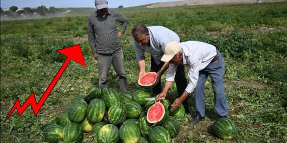 Üretici ağlıyor, tüketici yanıyor! Aradaki fark el yakıyor: Tarladaki 7 liralık ürün markette 40 liraya çıkıyor!