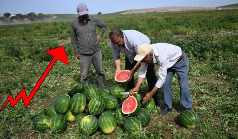Üretici ağlıyor, tüketici yanıyor! Aradaki fark el yakıyor: Tarladaki 7 liralık ürün markette 40 liraya çıkıyor!