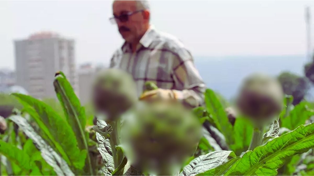 Şubat’tan beri bekleniyordu sonunda hasat başladı! Tanesi 70 liraya satılıyor, sıraya girmeyen alamıyor!