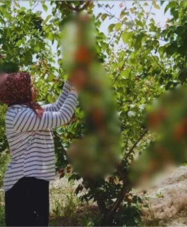 Sadece Türkiye değil, dünya da oradan alıyor! Tescilli lezzet, eğlenceli ve bereketli hasat: Kilosu 50 TL’den evlerde…